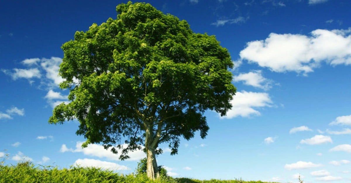 A large green tree stands alone in a grassy field under a bright blue sky with scattered white clouds. Shrubs and grass grow at the base of the tree.