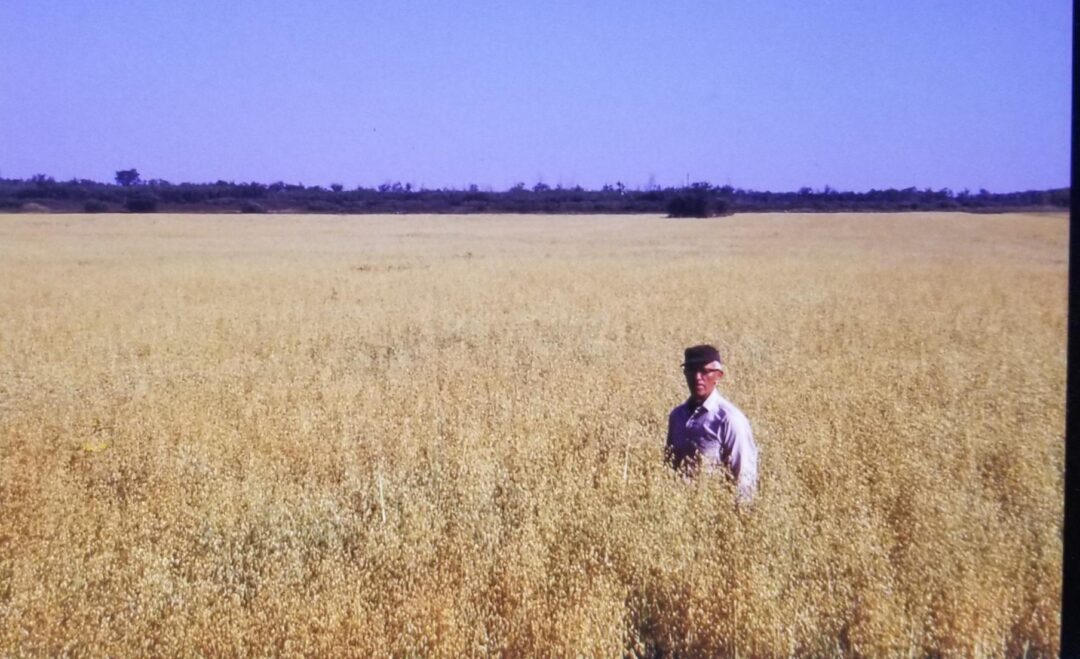 A man wearing glasses and a light shirt stands in the middle of a vast golden oat field under a clear blue sky, with trees visible along the horizon in the distance.