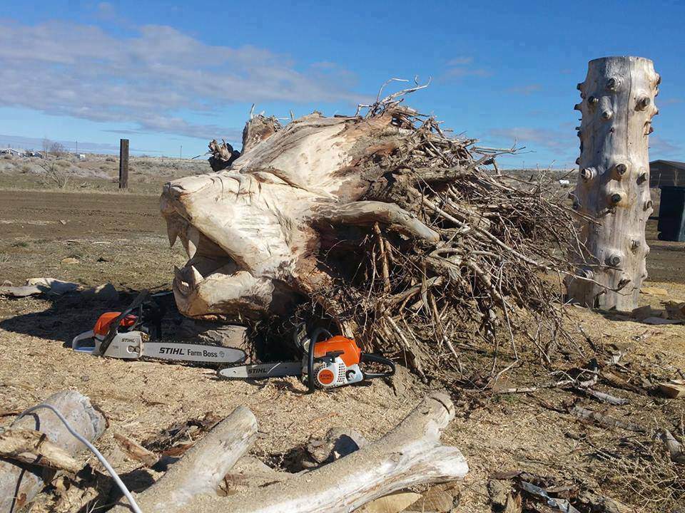 A large tree root carved to resemble a lion’s head with an open mouth sits outdoors on dry ground. Two orange and white chainsaws lie in front of it. A tall tree stump stands nearby under a blue sky.