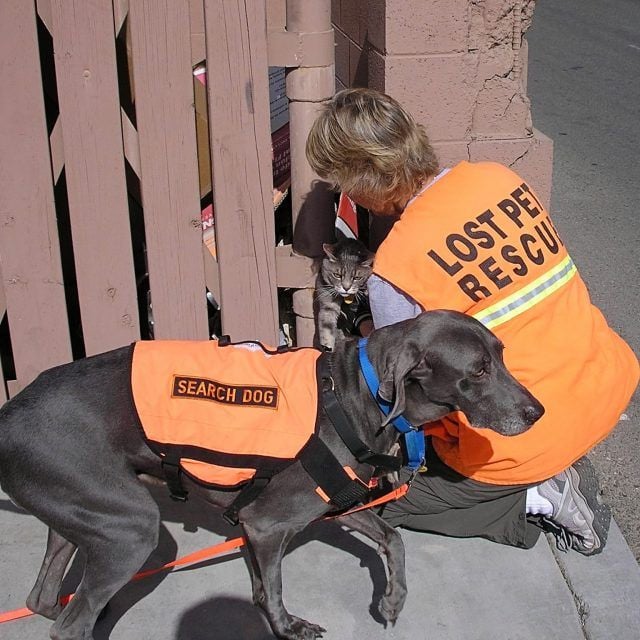 A person in an orange "Lost Pet Rescue" vest kneels by a fence, reaching toward a cat. A large dog wearing an orange "Search Dog" vest stands nearby, assisting with the rescue.