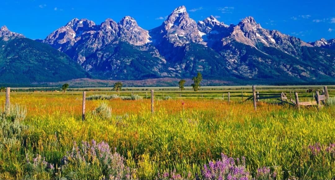 A vibrant wildflower meadow stretches toward a rustic wooden fence, with tall, rugged mountains in the background under a clear blue sky.