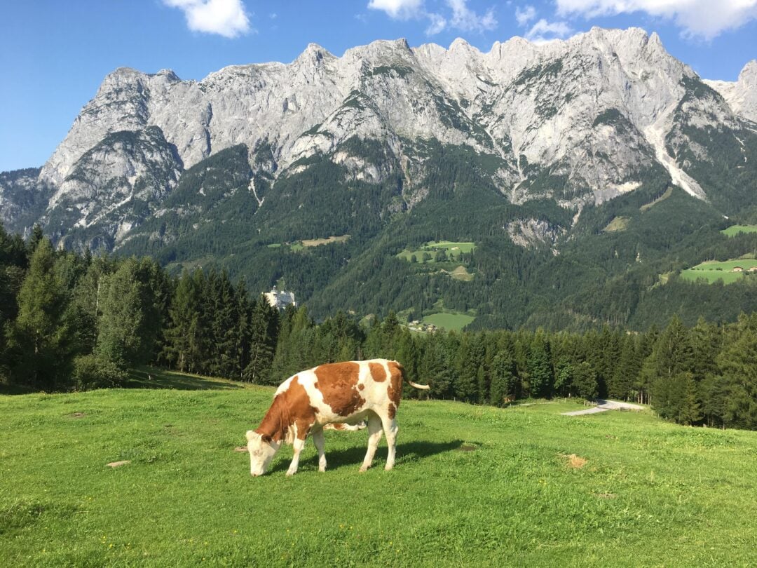 A brown and white cow grazes on a green pasture, with a dense forest and tall, rocky mountains in the background under a blue sky with scattered clouds.