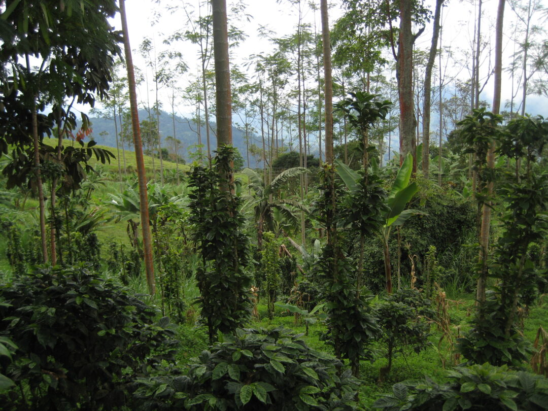 Dense, green tropical vegetation with tall trees and lush undergrowth on hilly terrain; misty mountains are visible in the background under a lightly cloudy sky.