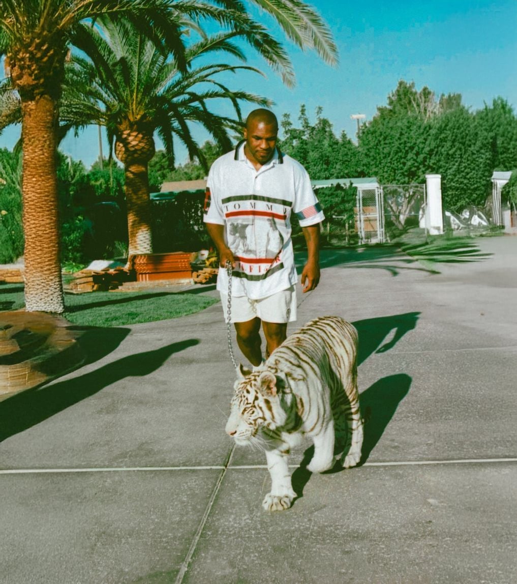 A man wearing a white shirt and shorts walks a white tiger on a leash along a paved path, surrounded by palm trees and greenery on a sunny day.