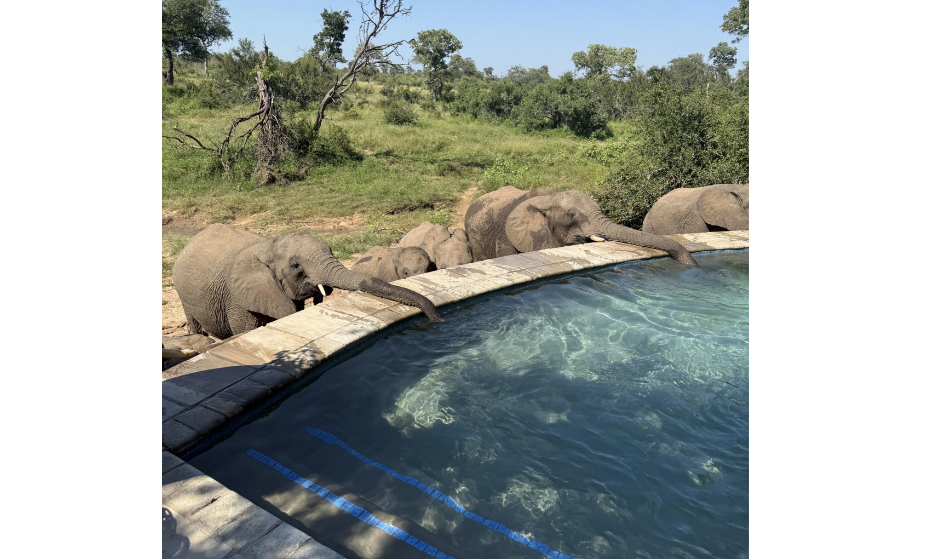 A group of elephants stands beside a swimming pool in a grassy, wooded area, reaching their trunks over the pool's edge to drink the water.