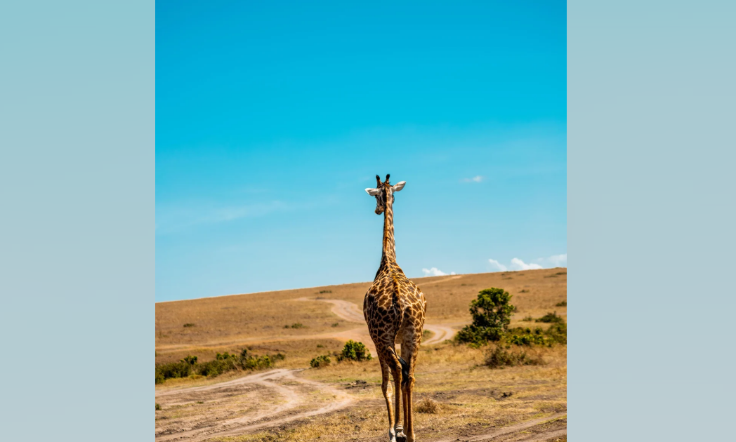 A giraffe stands on a dirt path in a dry, grassy savanna under a clear blue sky, facing away from the camera. Sparse bushes are scattered across the landscape.