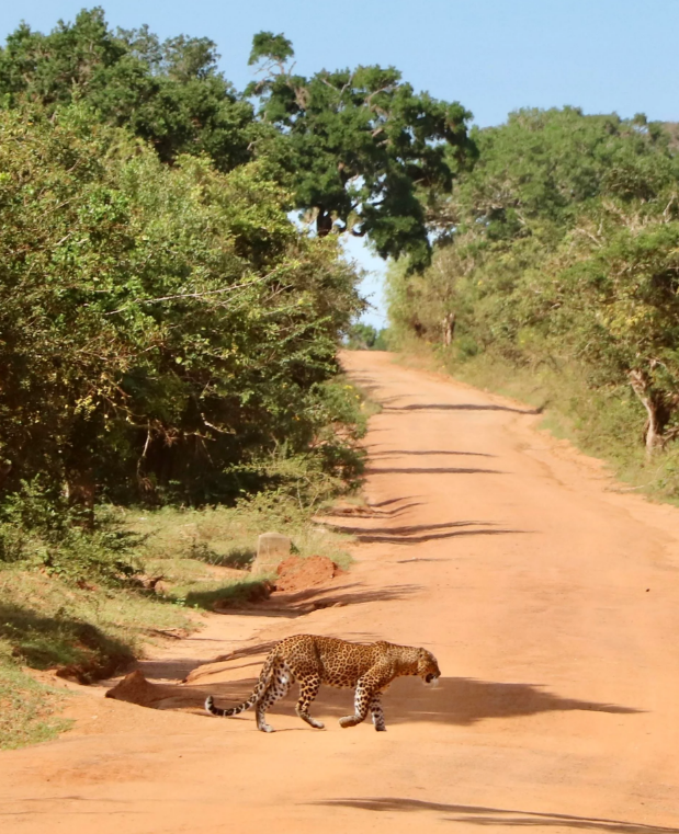 A leopard walks across a sunlit dirt road surrounded by green bushes and trees under a clear blue sky.