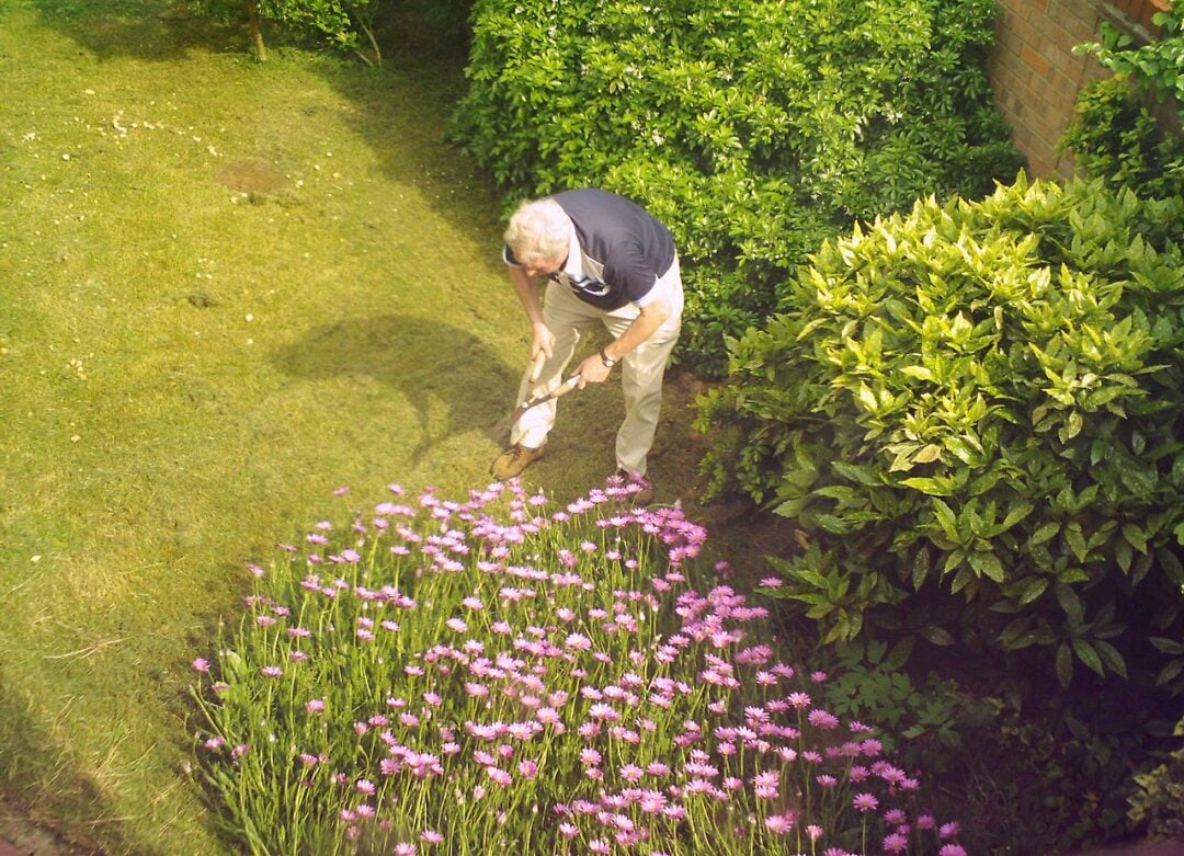 An elderly man with gray hair is gardening, bending down to use a small shovel near a bed of blooming pink flowers in a lush, green garden.