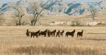 A group of horses stands together in a dry, grassy field with leafless trees and rugged, rocky hills in the background under a clear sky.