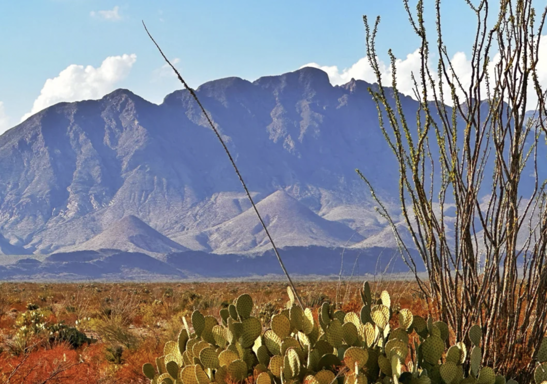 Desert landscape with cacti and ocotillo plants in the foreground, dry grass, and a large blue mountain range in the background under a partly cloudy sky.