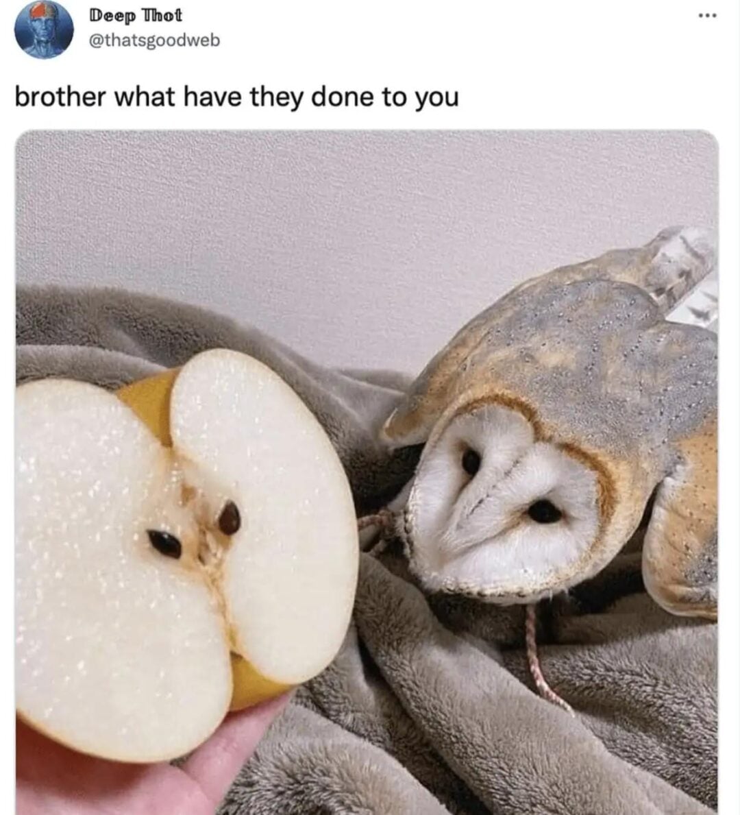 A sliced apple with seeds arranged to resemble an owl’s face is held up next to a real barn owl lying on a blanket, both looking similar; tweet text above reads, “brother what have they done to you.”