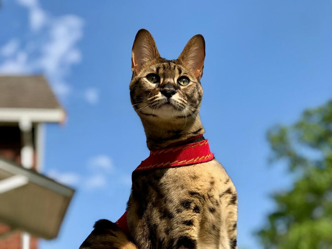 A brown spotted cat wearing a red harness looks upward against a bright blue sky, with part of a house and green trees blurred in the background.