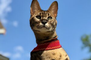 A close-up of a spotted, brown-and-black cat wearing a red collar, looking alert against a bright blue sky with blurred greenery and part of a house in the background.