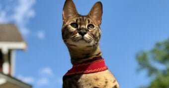 A close-up of a spotted, brown-and-black cat wearing a red collar, looking alert against a bright blue sky with blurred greenery and part of a house in the background.