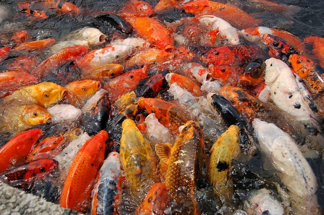 A dense group of colorful koi fish, including orange, yellow, white, and black varieties, crowd together at the water's surface, creating a vibrant and lively scene.