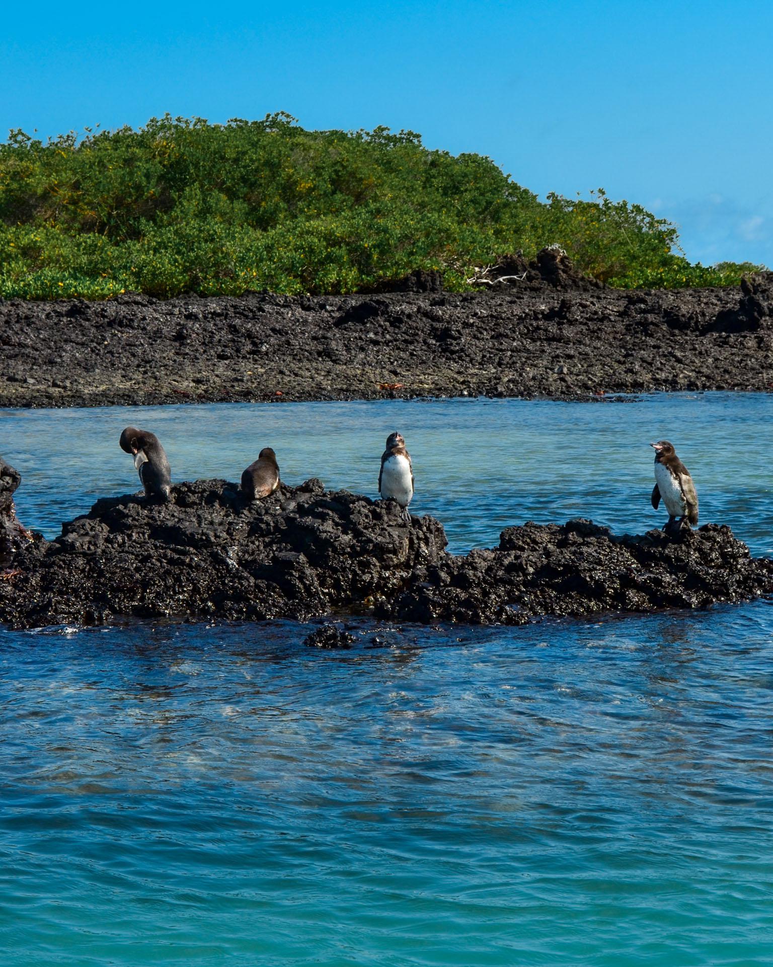 Four penguins stand on a dark, rocky outcrop surrounded by blue water, with dense green vegetation and a clear blue sky in the background.