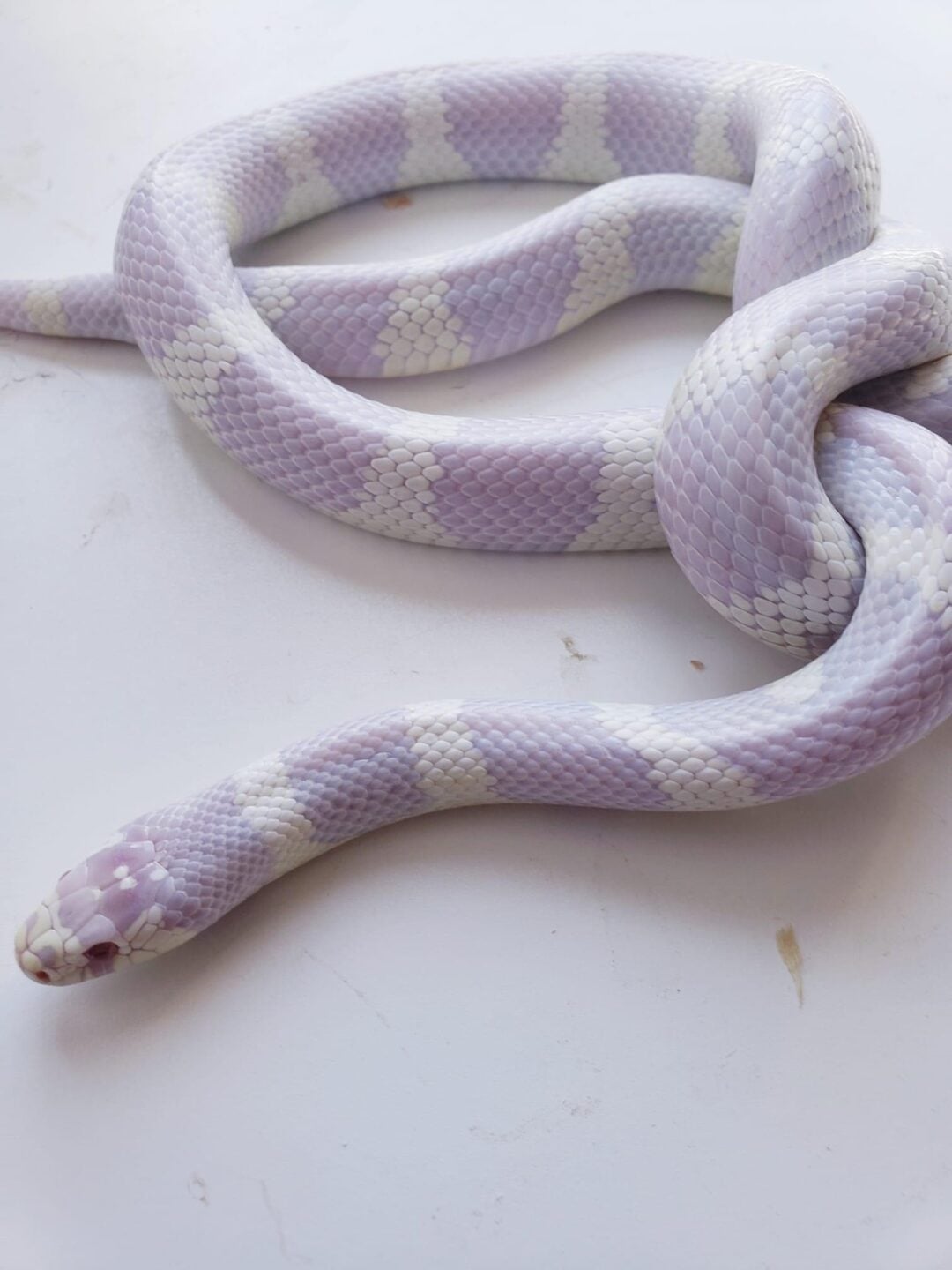 A lavender and white banded snake is coiled on a white surface. Its smooth, shiny scales have a soft, pastel coloration. The snake’s head is slightly raised and facing the camera.