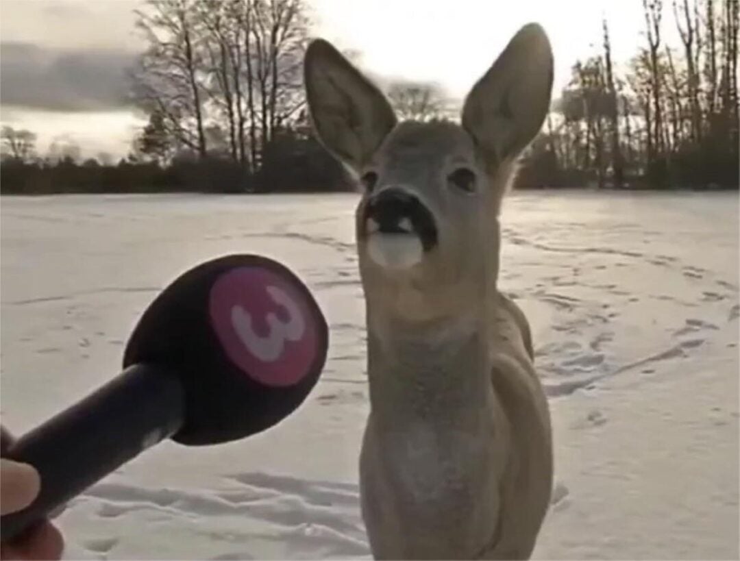 A person holds a microphone with a pink “3” logo toward a deer standing on snow in a winter landscape with bare trees in the background.