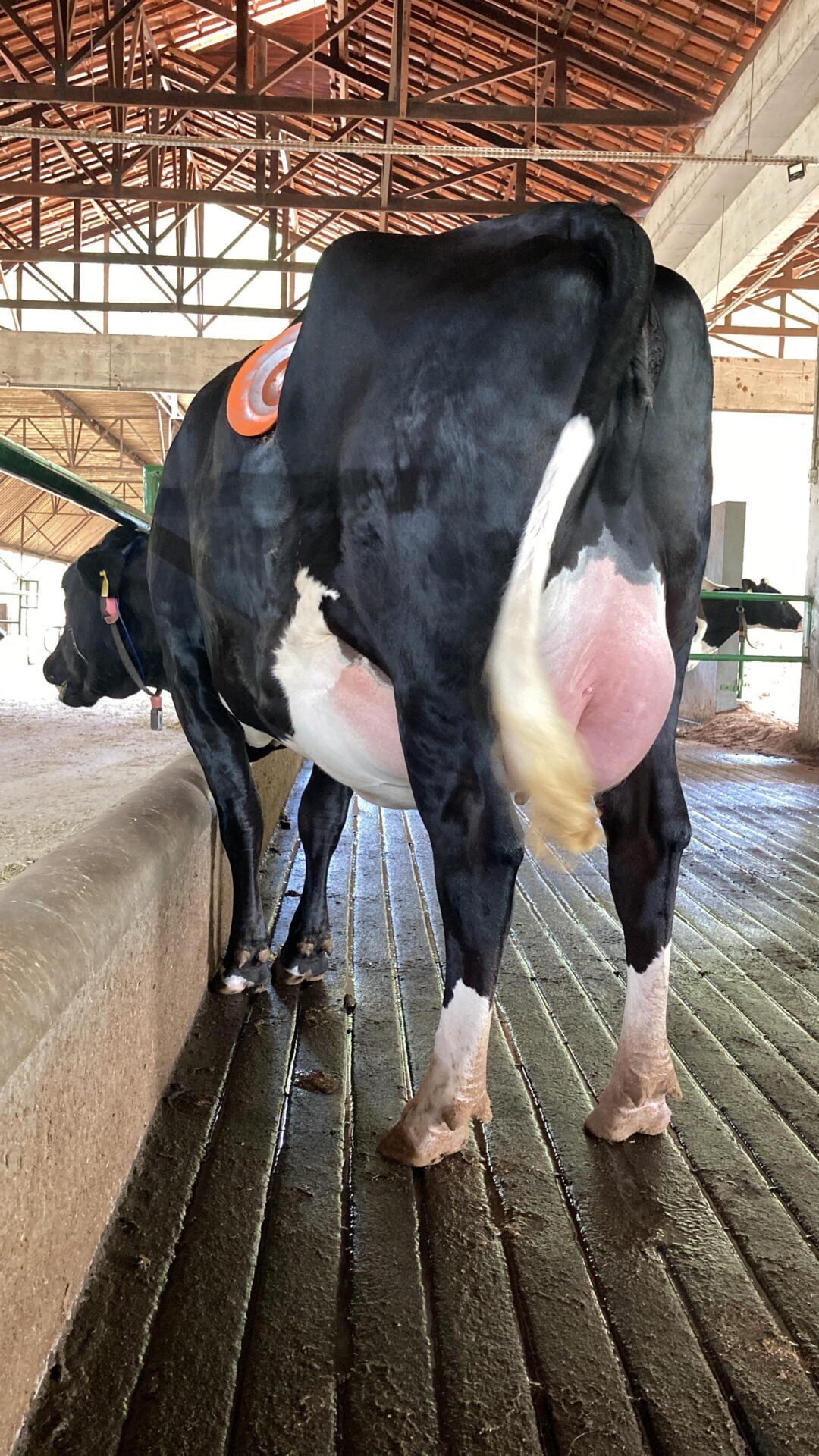 A black and white dairy cow with full udders stands on a grooved barn floor under a high, open roof. The cow has a tag on its side and appears to be inside a livestock facility.