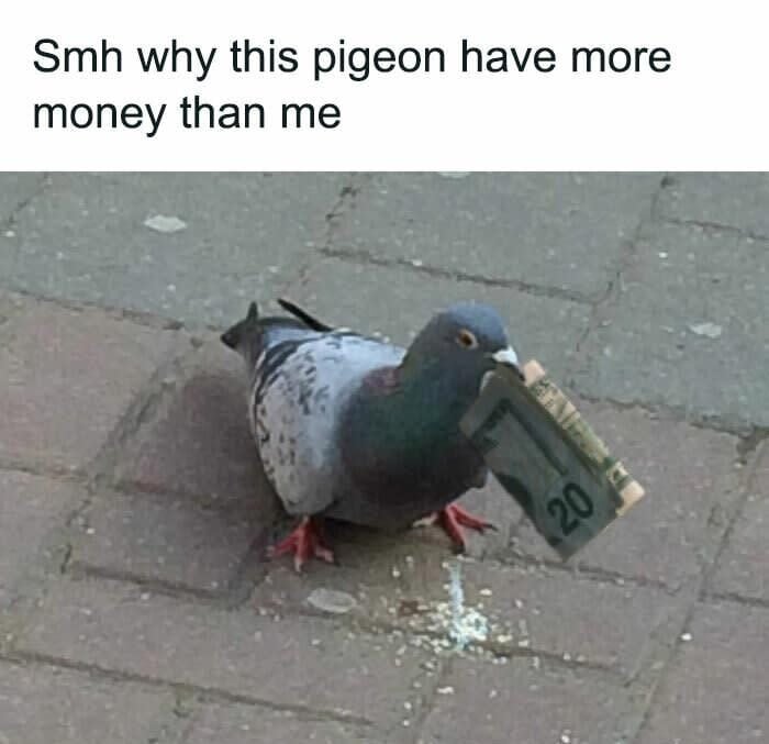 A pigeon standing on pavement holds a folded $20 bill in its beak. Text above reads, "Smh why this pigeon have more money than me.