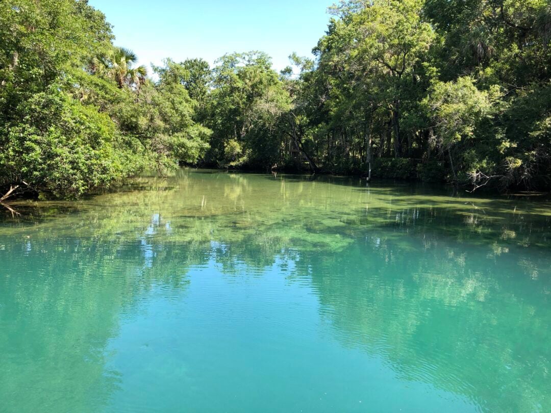 A clear, turquoise river surrounded by dense green trees and vegetation under a bright blue sky. Sunlight reflects off the calm water, revealing underwater plants.