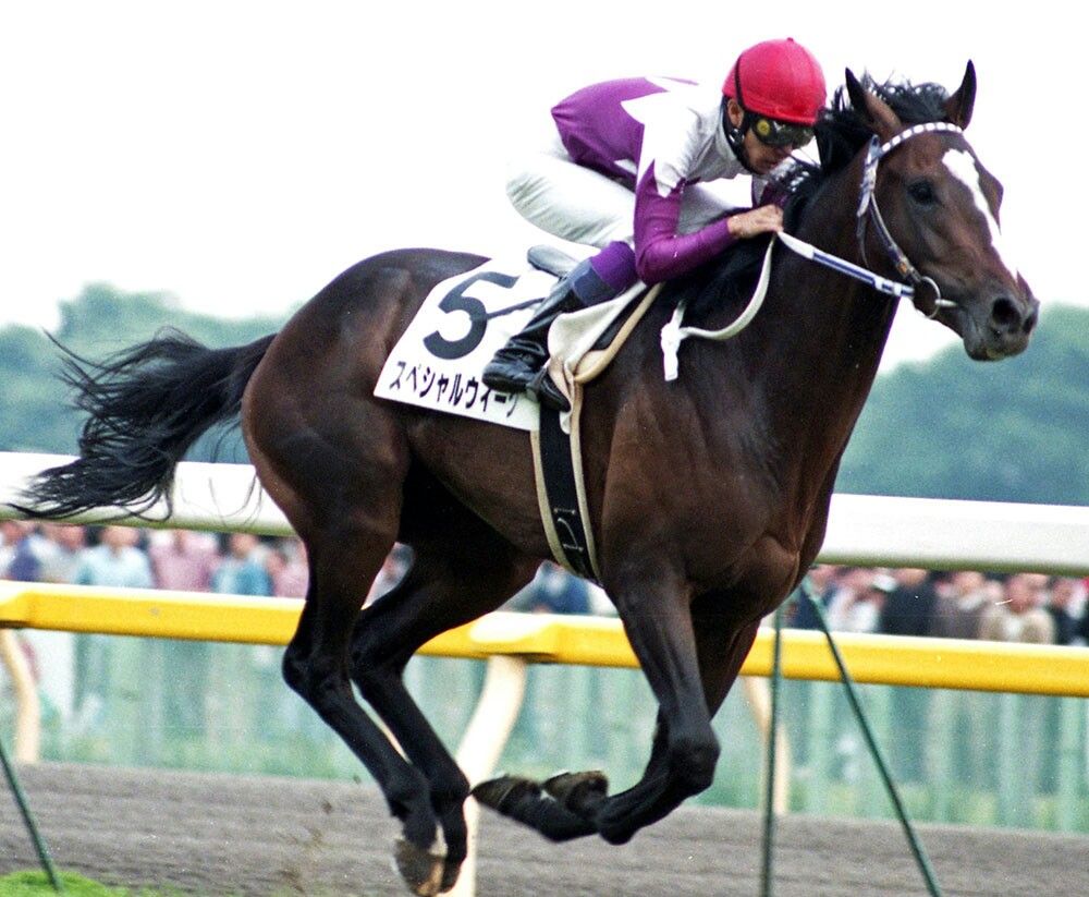 A jockey in purple and white silks rides a dark brown racehorse with the number 5 on its saddlecloth during a horse race, with spectators blurred in the background.