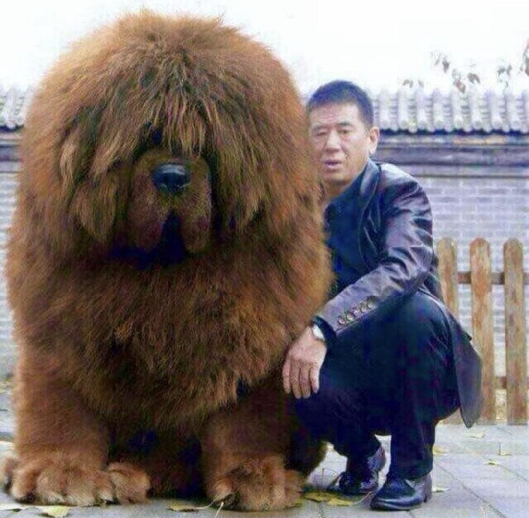 A man squats next to an extremely large, fluffy Tibetan Mastiff dog with thick brown fur that covers its eyes. They are outdoors, near a wooden fence and brick building.