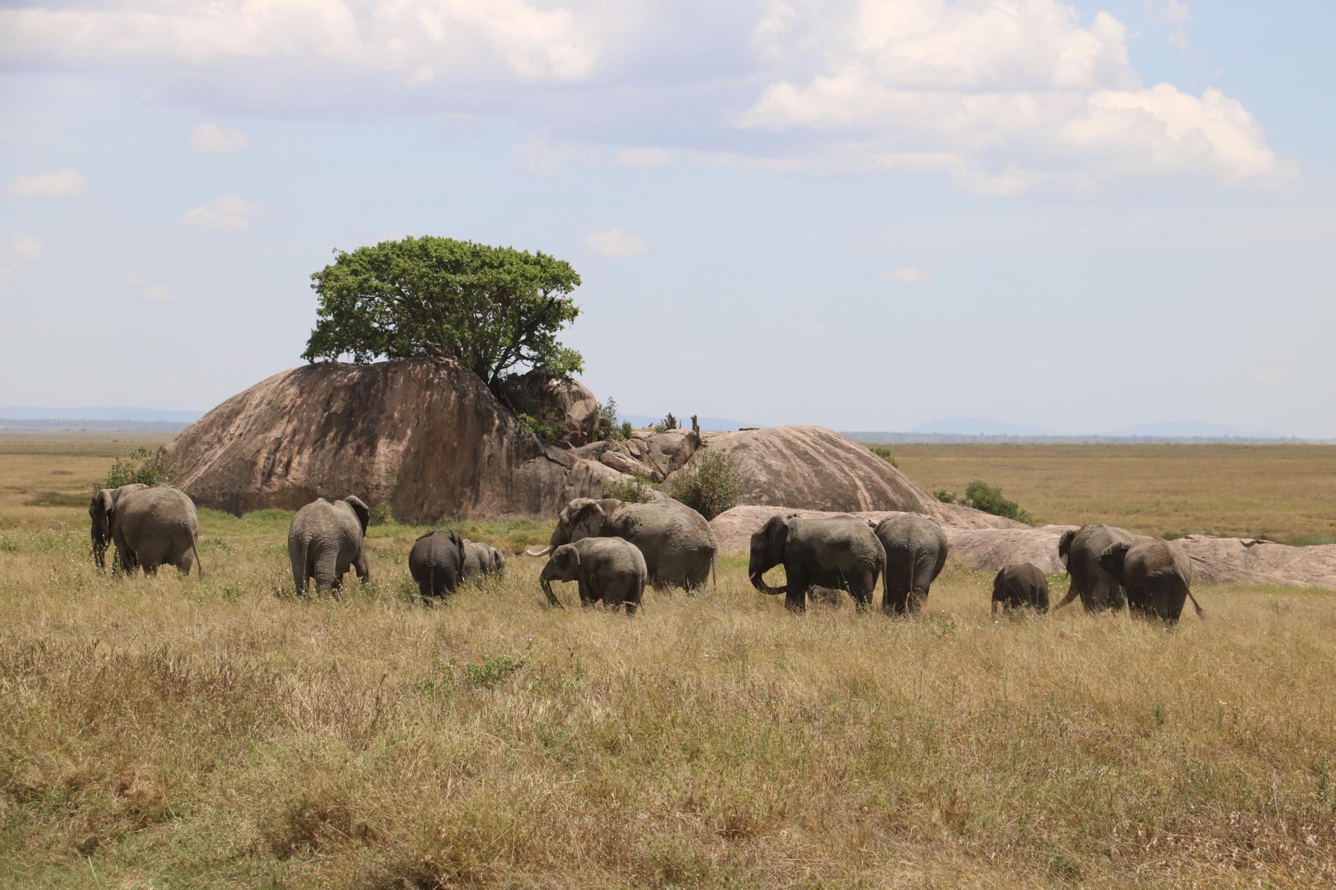 A herd of elephants, including adults and calves, walks through dry grass in a savanna. Large rocks with a tree growing on them are in the background under a partly cloudy sky.
