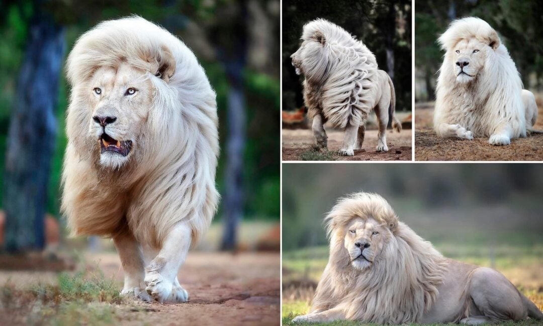 Four images of a majestic white lion with a thick, flowing mane; the lion is seen walking, standing, lying down, and resting, all in natural outdoor settings with greenery in the background.