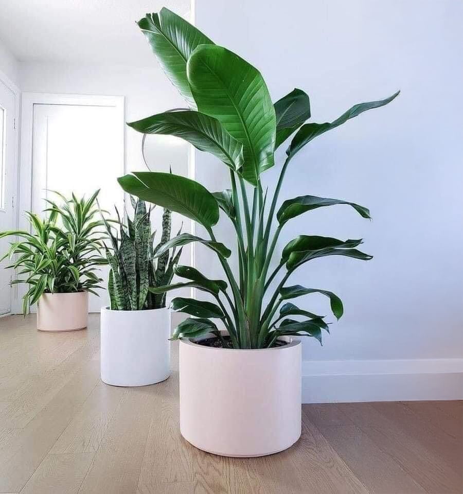 Three potted indoor plants with broad green leaves sit on a light wooden floor against a white wall, each in a simple white pot. Natural light brightens the minimalist, modern room.