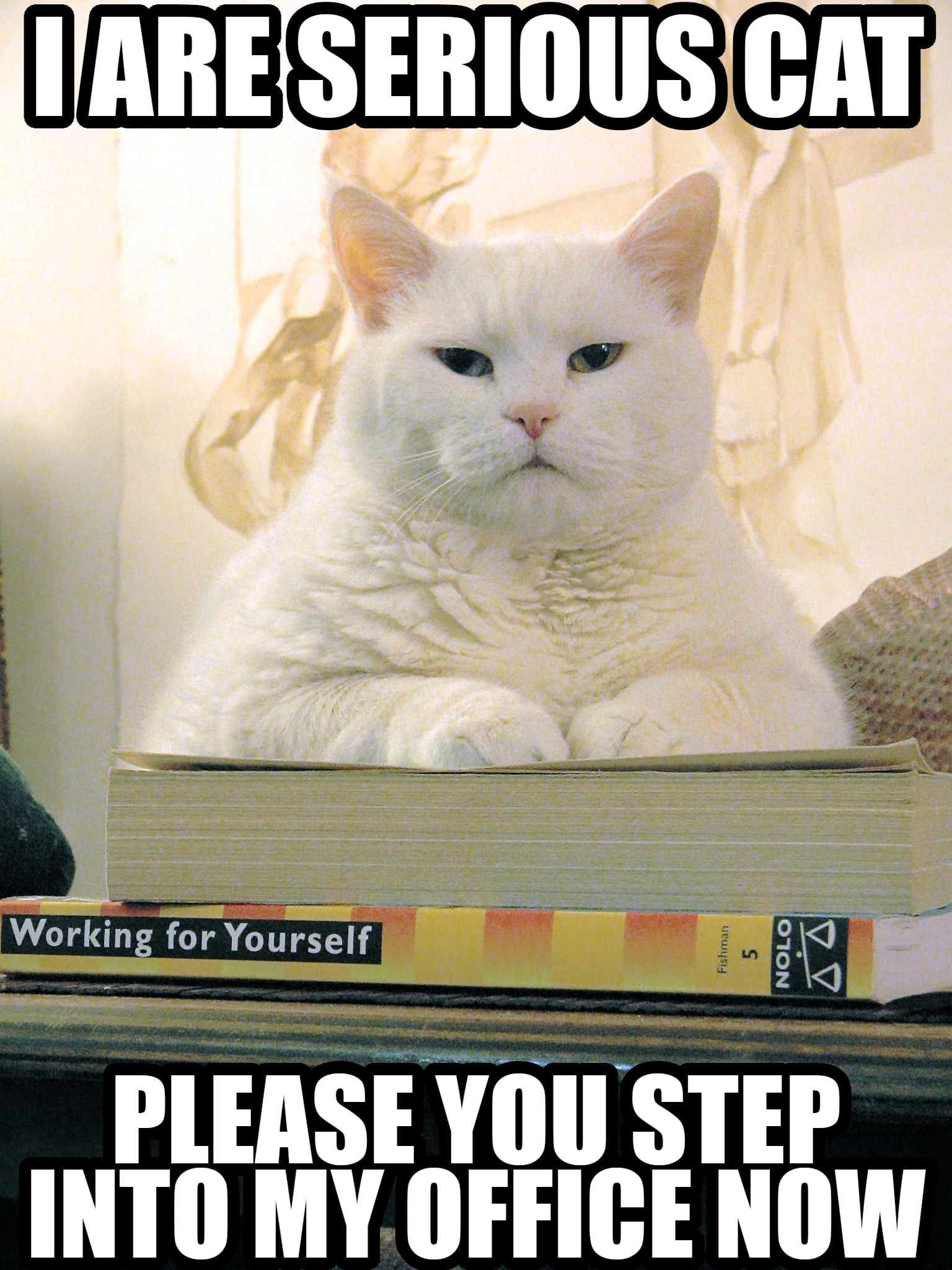 A stern-looking white cat sits on a book, with the text "I ARE SERIOUS CAT" at the top and "PLEASE YOU STEP INTO MY OFFICE NOW" at the bottom, imitating a serious office demeanor.
