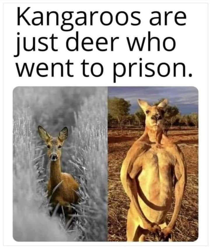 A meme with text: "Kangaroos are just deer who went to prison." It shows a deer standing in grass on the left and a muscular kangaroo standing upright on the right.