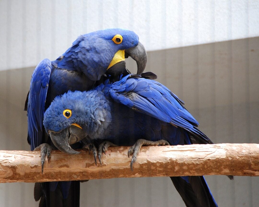 Two vibrant blue hyacinth macaws perch on a wooden branch. One macaw gently nuzzles the other’s head with its beak, displaying affectionate behavior. Both birds have bright yellow markings around their eyes and beaks.