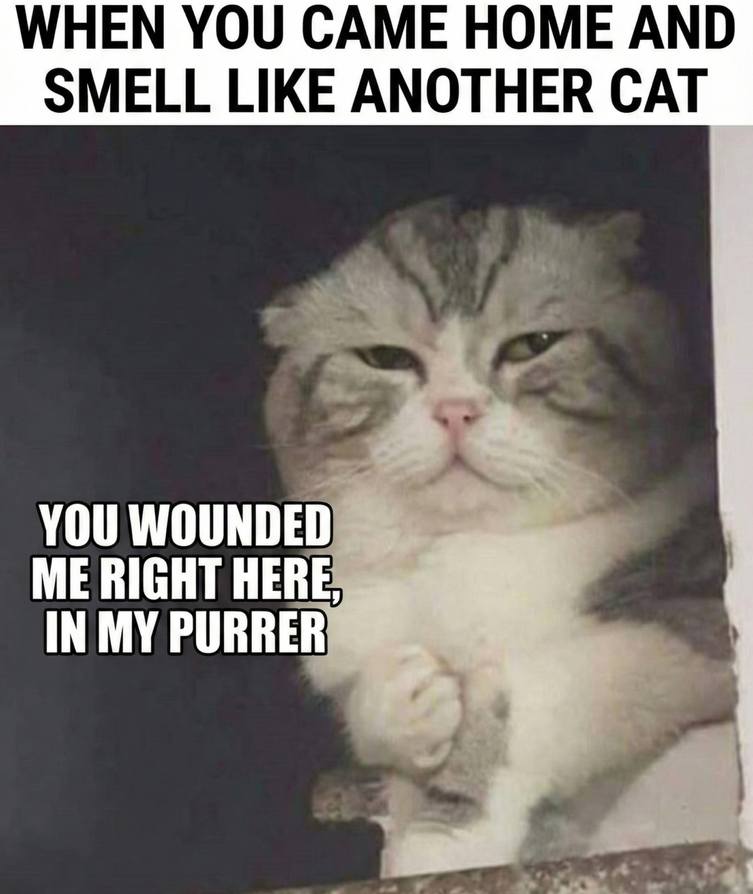 A grumpy-looking cat sits with a paw on its chest. Text above reads, "WHEN YOU CAME HOME AND SMELL LIKE ANOTHER CAT." Text on the image says, "YOU WOUNDED ME RIGHT HERE, IN MY PURRER.