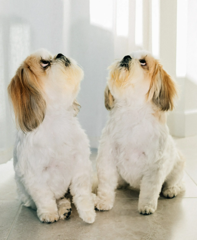 Two small, fluffy white dogs with light brown ears sit side by side indoors, looking upward toward the left. Sunlight filters in, casting a soft light on their fur and the tiled floor beneath them.