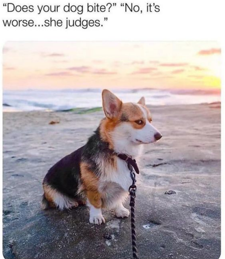 A corgi sits on a sandy beach at sunset, looking serious. Text above says, “Does your dog bite?” “No, it’s worse…she judges.”