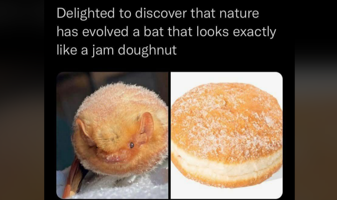 Side-by-side images: on the left, a round, fluffy orange bat resembling a doughnut; on the right, a sugar-coated jam doughnut. Text above jokes about the bat looking exactly like a jam doughnut.