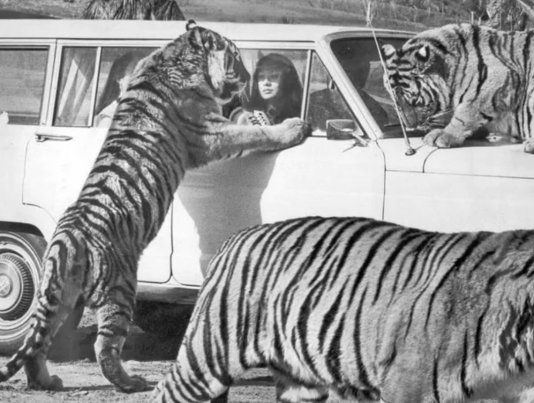 A black-and-white photo of three tigers surrounding a car. One tiger stands on its hind legs, paws on the window, while a woman inside the car looks at it. Two other tigers walk nearby.