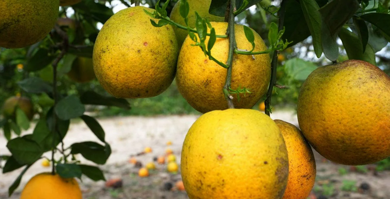 Several ripe, yellow-orange fruits hang from a leafy tree branch, with more fruits lying on the ground beneath the tree in the background. The scene suggests an orchard or fruit farm.