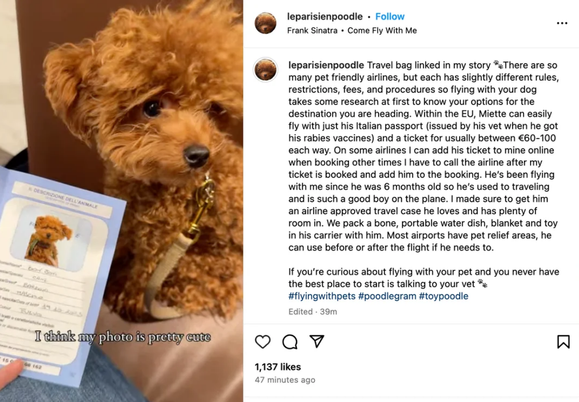 A small brown poodle with curly fur wears a collar and sits next to a person holding a European Union pet passport featuring a photo of the same dog. The Instagram post describes tips for flying with a pet.
