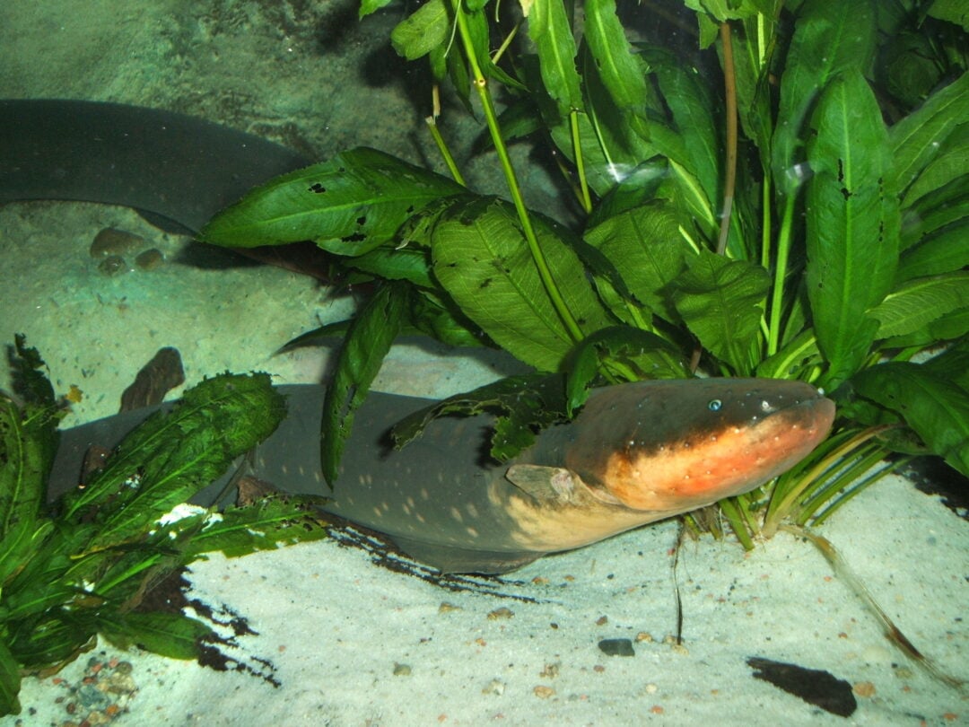 An electric eel with a long, dark body swims near green aquatic plants in a sandy-bottomed aquarium. Its head is slightly raised and its mouth is partially open.