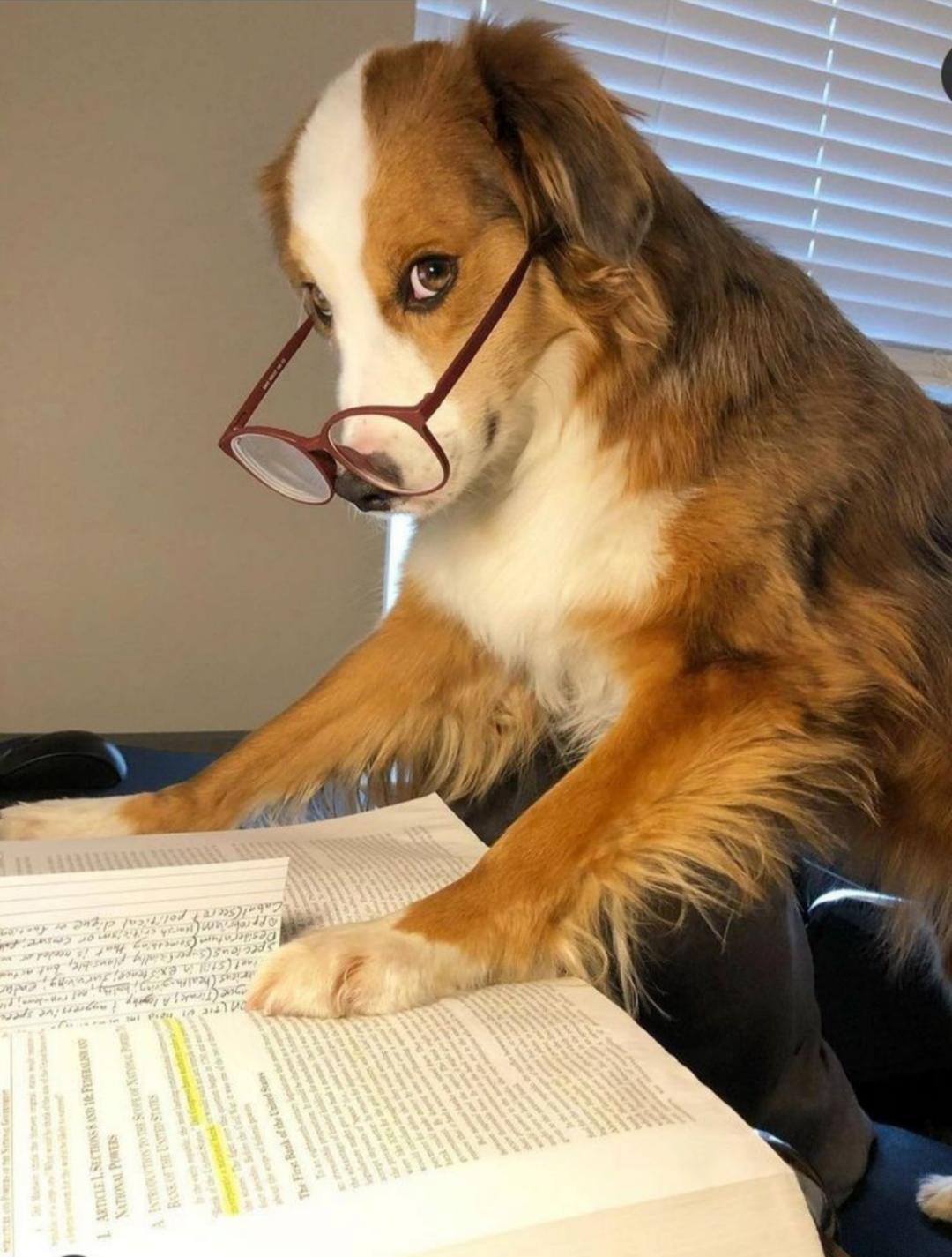 A brown and white dog wears glasses and looks intently at an open book, with its front paws resting on the pages, appearing as if it is reading or studying.