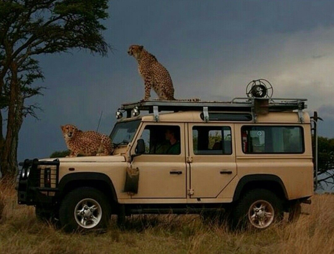 Two cheetahs stand on top of a beige safari vehicle parked in tall grass, with a person inside the car and dark, cloudy skies in the background.