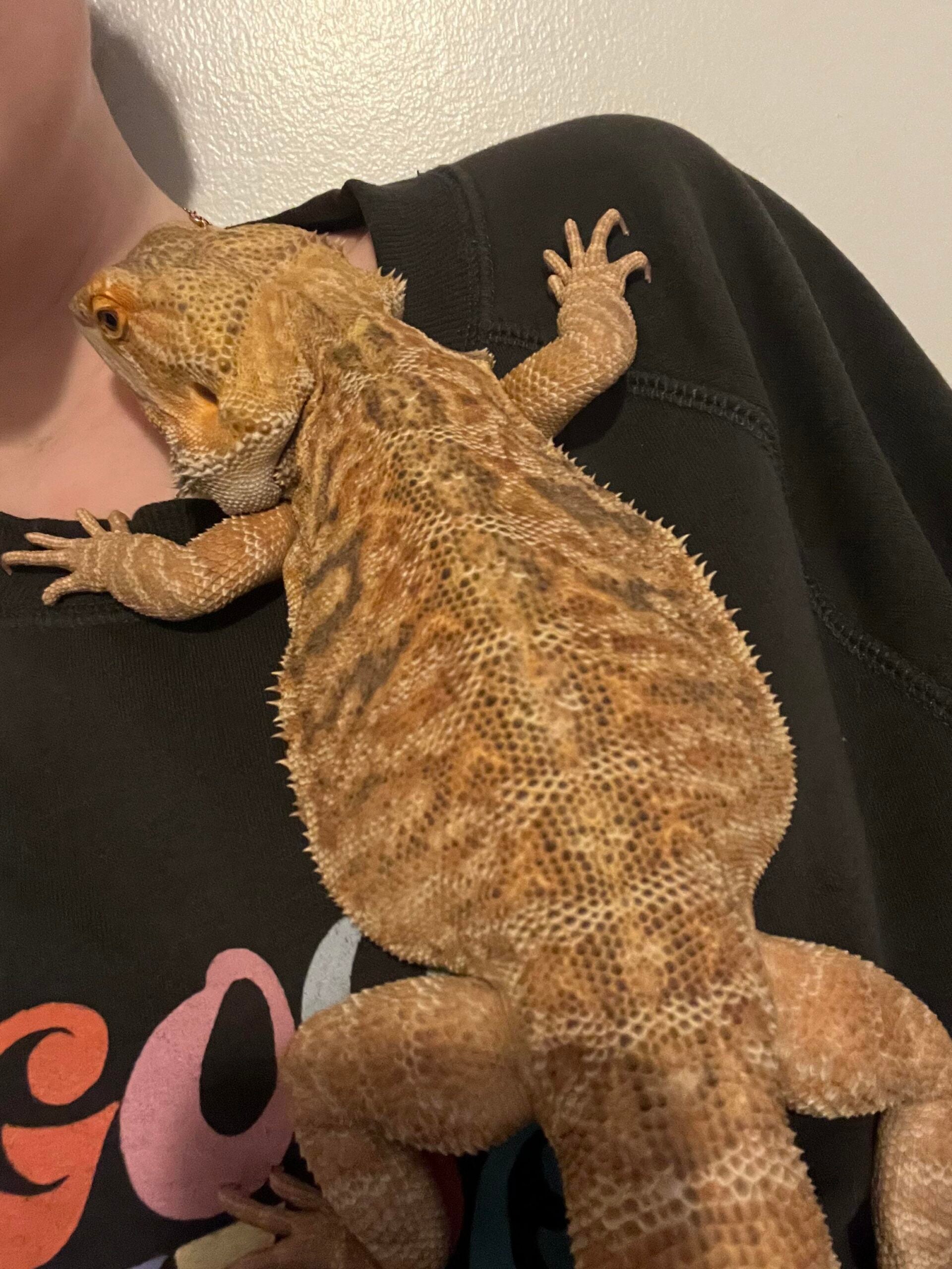 A bearded dragon with brown and tan scales rests on a person's shoulder, its claws gripping a dark shirt. The person's chin and part of a colorful shirt design are visible.