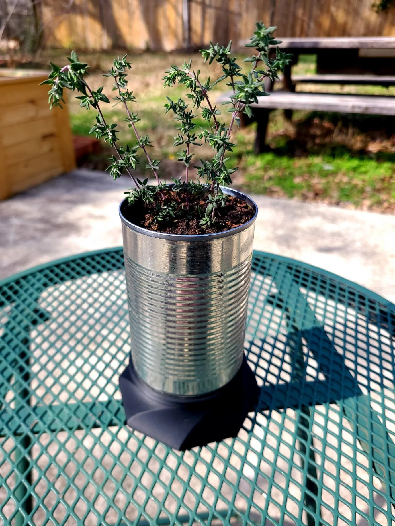 A small thyme plant grows in a recycled tin can filled with soil, placed on a green metal patio table outdoors. A wooden bench, planter box, and grass are visible in the background.