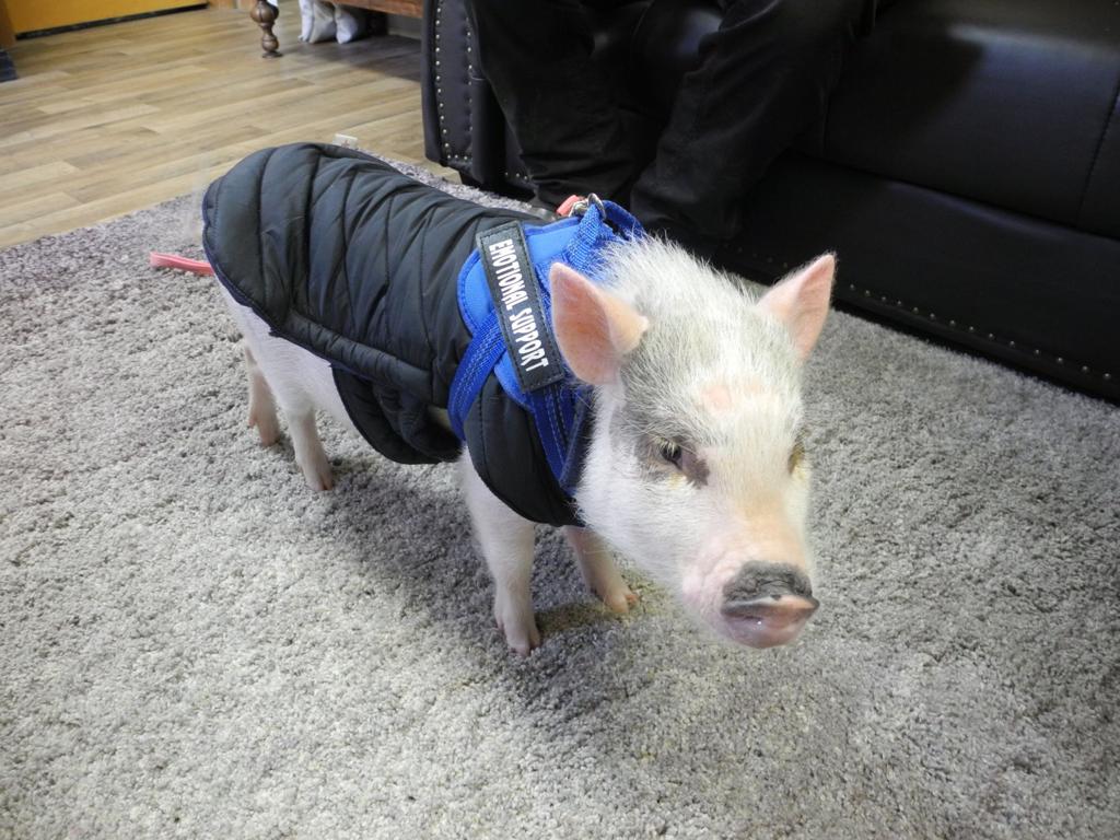 A small pig wearing a blue harness and a black vest labeled "Animal Support" stands on a gray carpet next to a black sofa.