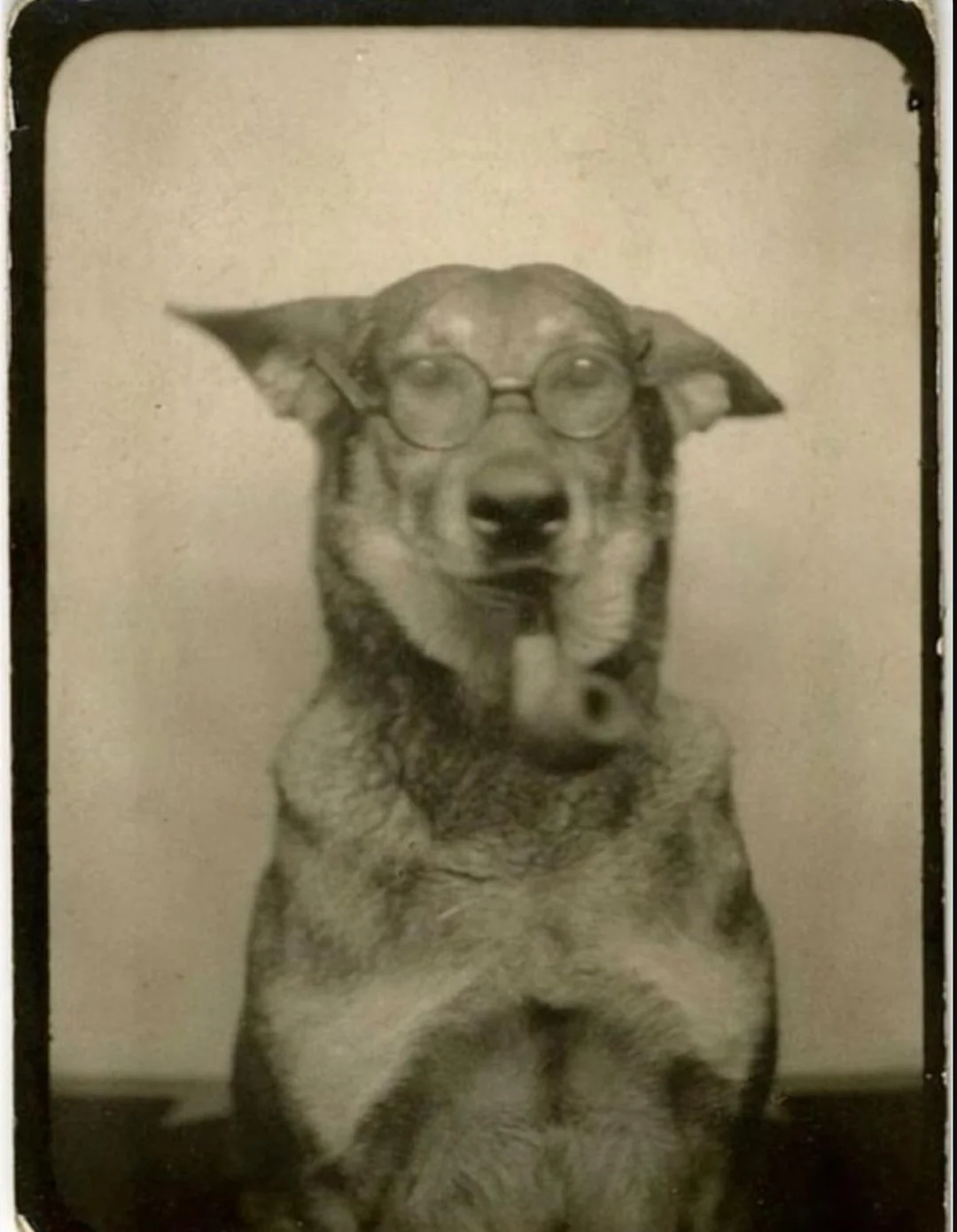 A dog wearing round glasses and holding a pipe in its mouth sits facing the camera, giving a humorous and distinguished appearance. The image is in black and white.
