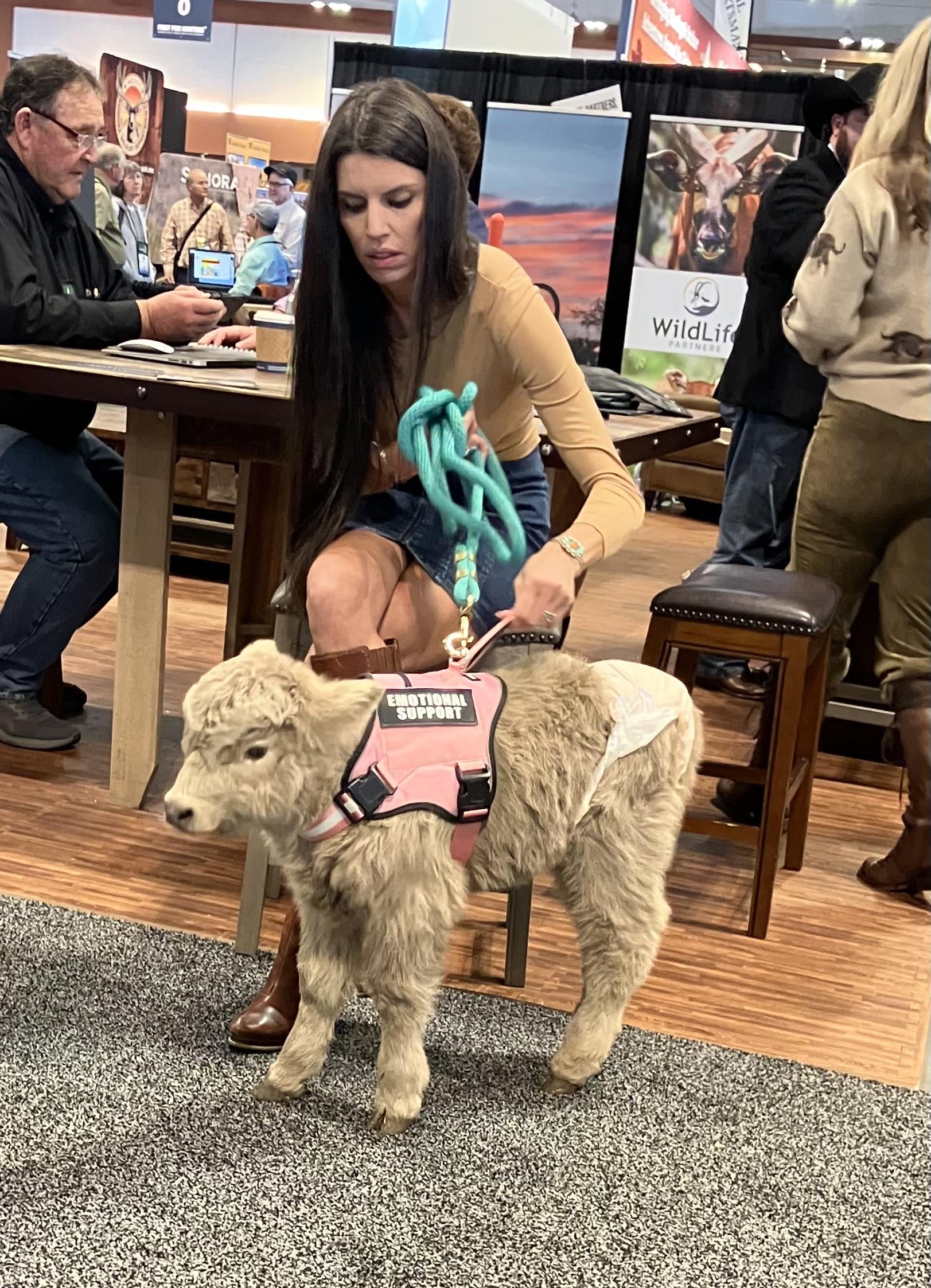 A woman with long brown hair holds a turquoise leash attached to a small, fluffy calf wearing a pink "Emotional Support" vest and a diaper indoors at an event, with people seated at tables in the background.
