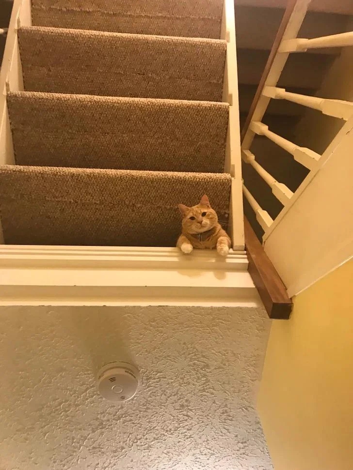 A ginger cat lies on a narrow ledge at the top of a staircase, peeking over the edge and looking down, with its front paws hanging over the side. The staircase and wall are visible in the background.