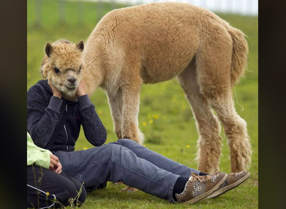 A person sitting on grass wears a mask that looks like an alpaca's head, while an actual alpaca stands nearby grazing, creating a humorous scene.